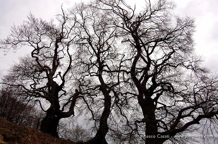 12 Sagome in controluce.jpg